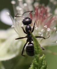 Formica argentea