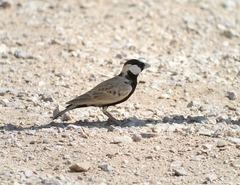 Eremopterix nigriceps