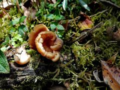 Agaricales