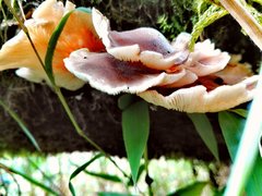 Agaricales