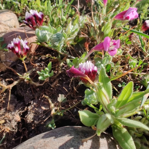 iNaturalist observation photo of white-tipped clover