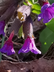 Pulmonaria australis