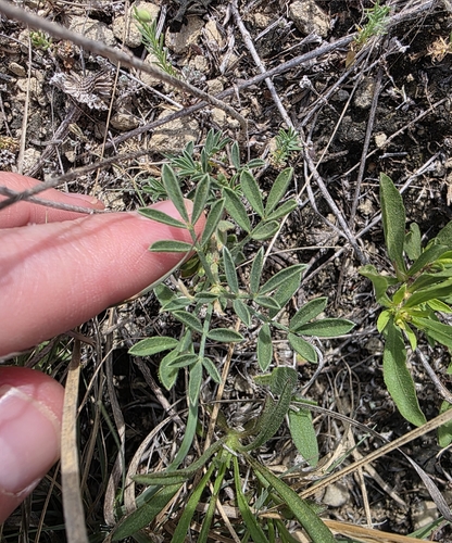 Golden Prairie Clover (Dalea aurea)