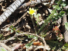Hyoseris scabra, photograph (c) Aubin NORMAND, some rights reserved (CC BY)