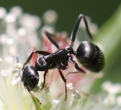 Formica argentea