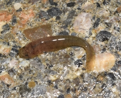 Blunt-Snouted Clingfish photo 2