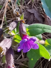Pulmonaria australis