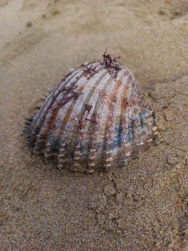 Acanthocardia aculeata