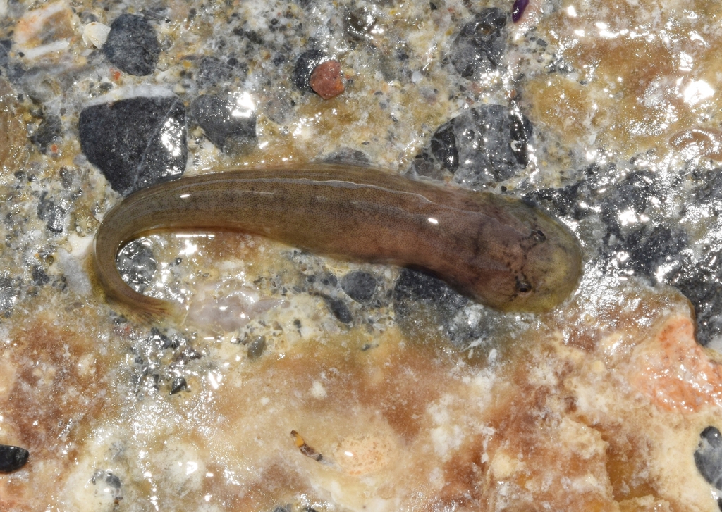 Blunt-Snouted Clingfish