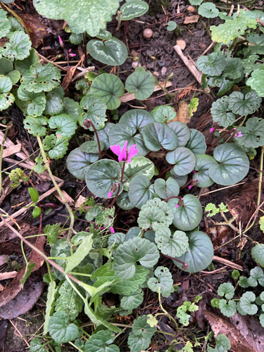 Eastern Sowbread (Cyclamen coum)