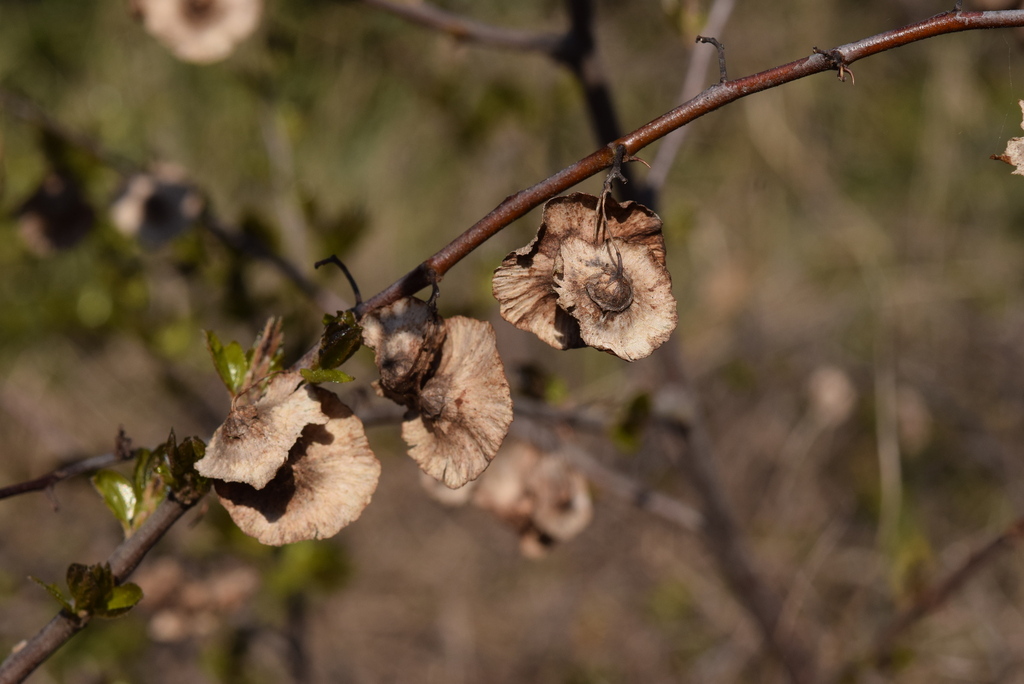 Paliurus spina-christi, Premantura, Istarska, Croatia, by mimmo_perico