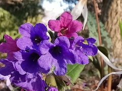 Pulmonaria australis
