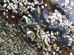 Asterina