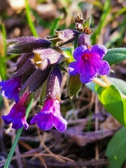 Pulmonaria australis