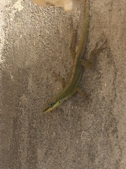 Anolis trinitatis