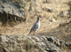 Alectoris melanocephala