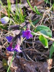 Pulmonaria australis
