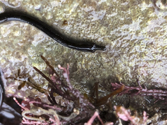 Nerophis lumbriciformis