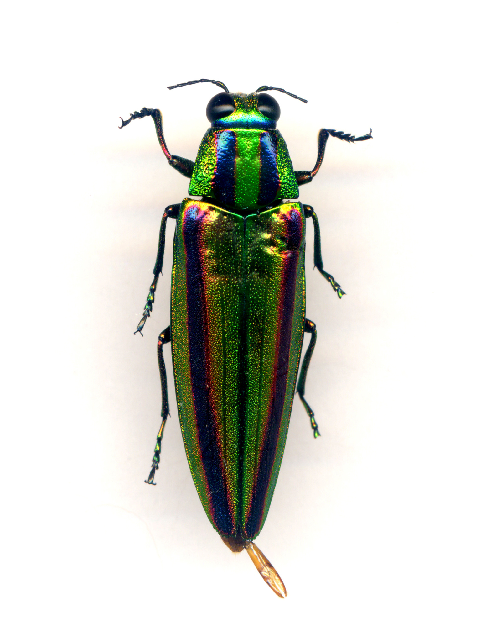 Chrysochroa fulgidissima 標本 日本 東京 Chrysochroa fulgidissima 標本 日本 東京