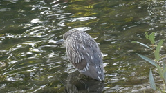 Nycticorax nycticorax