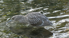 Nycticorax nycticorax