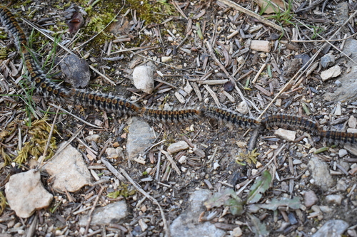 Avistamiento Thaumetopoea pityocampa