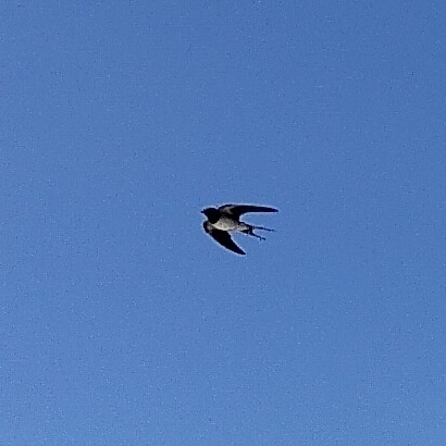 Avistamiento "Golondrina Tijereta, Golondrina de Horquilla"