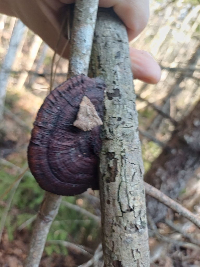 Daedaleopsis confragosa · March 2026 · photo: © tomasp (iNaturalist, cc0)
