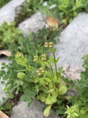 Valerianella radiata