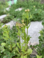 Valerianella radiata