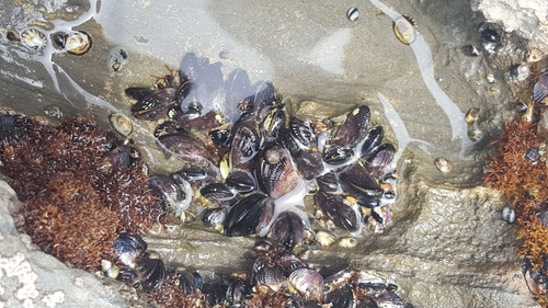 Bifurcate Mussel