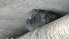 Columba livia