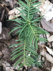 Taxus floridana