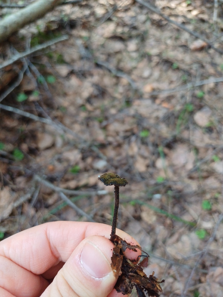 Auriscalpium vulgare · March 2026 · photo: © tomasp (iNaturalist, cc0)