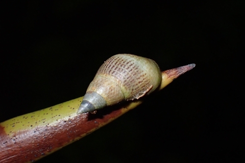 Littoraria melanostoma observed 2026-04-02