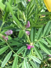 Vicia sativa