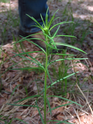 whorled milkweed (Asclepias verticillata)