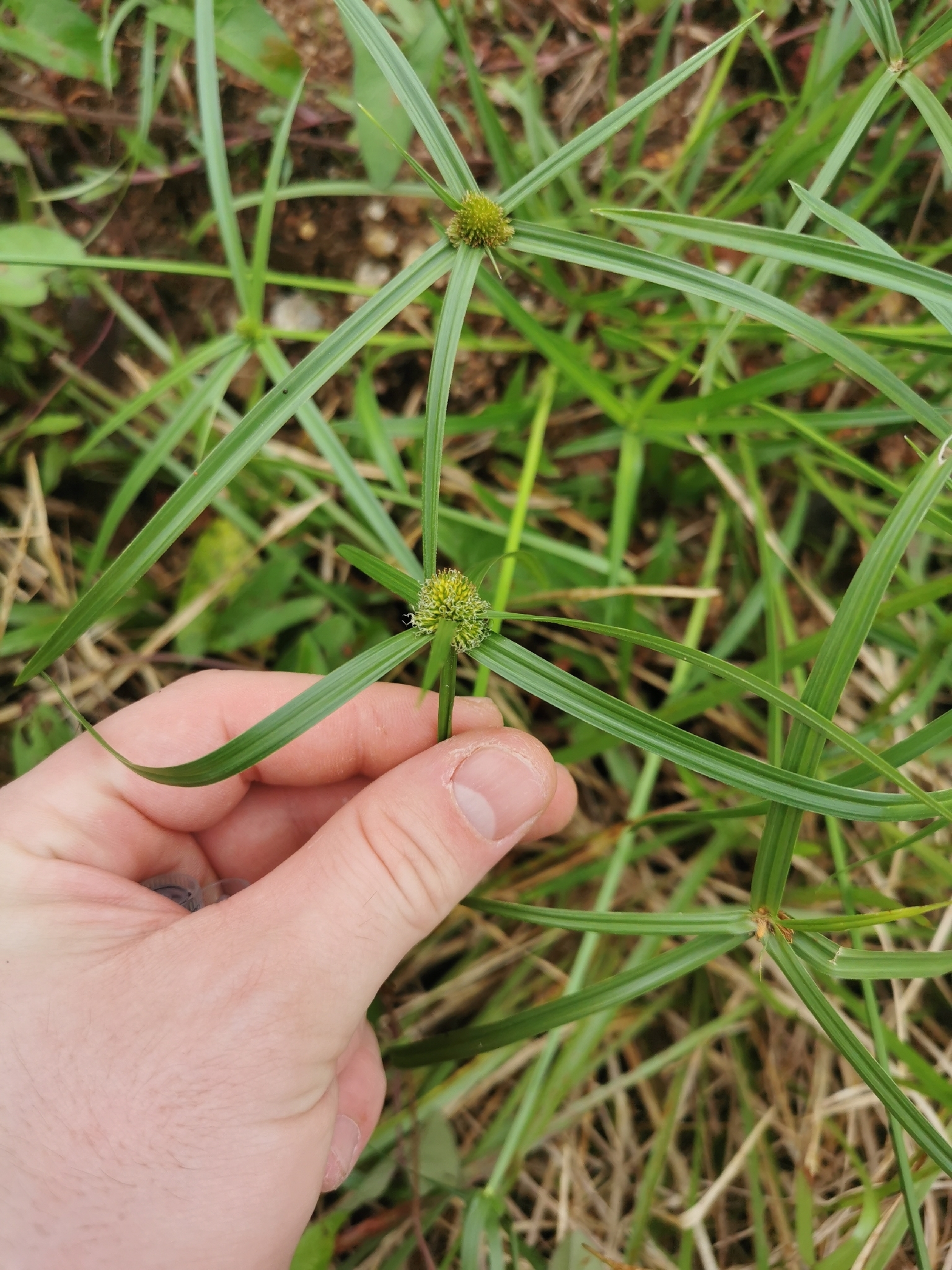 Aromatic Kyllinga (Cyperus aromaticus)