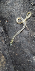 Erythrolamprus melanotus