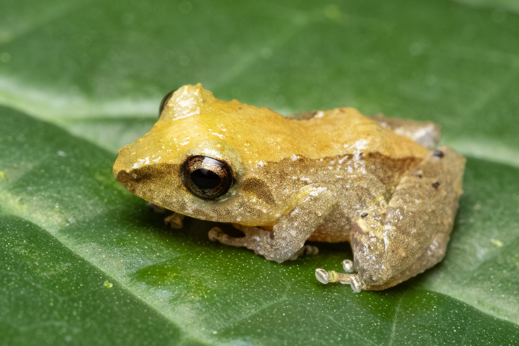 Rio San Juan Robber Frog