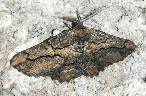 Brassy Waved Umber