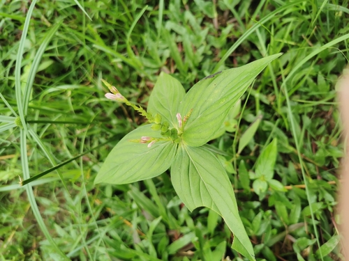 West Indian Pinkroot (Spigelia anthelmia)
