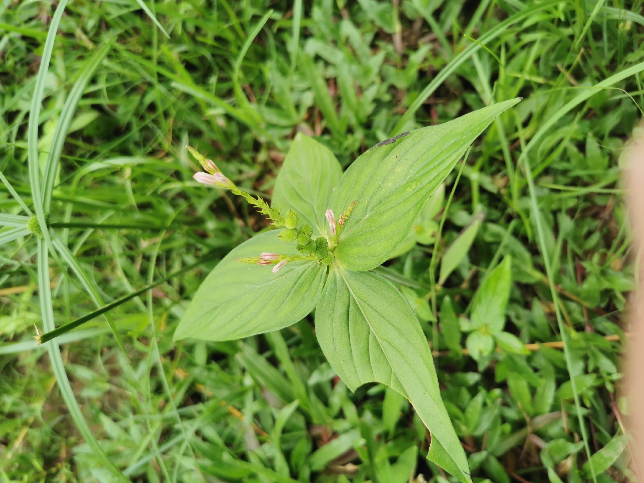 West Indian Pinkroot (Spigelia anthelmia)