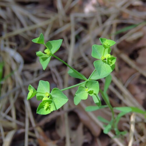 Weak Spurge (Euphorbia tetrapora)