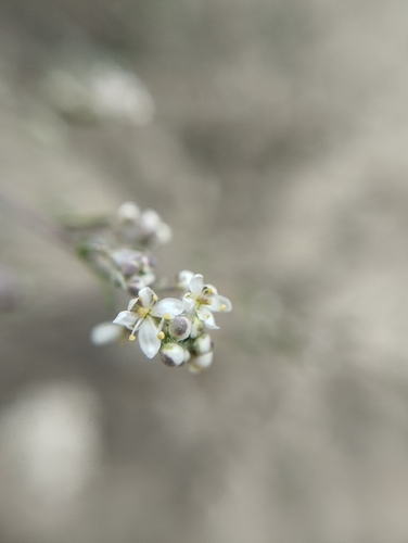 Lepidium subulatum, photograph 1