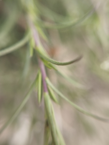 Lepidium subulatum, photograph 2