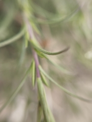 Lepidium subulatum, photograph (c) Mikel Etxeberria Okariz, some rights reserved (CC BY)