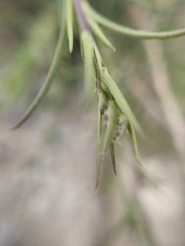 Lepidium subulatum, photograph 3