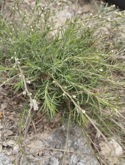 Lepidium subulatum, photograph (c) Mikel Etxeberria Okariz, some rights reserved (CC BY)