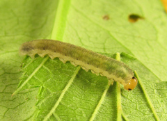 Empria liturata